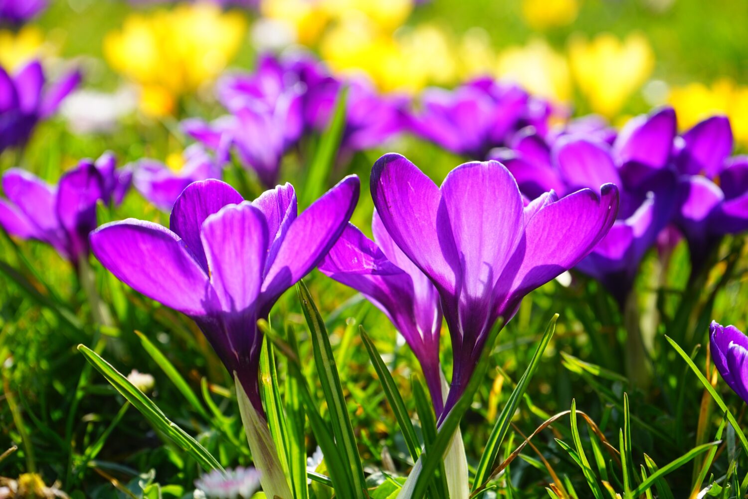 The A to Z of The Spring Budget 2023! Friend & Grant Accountants