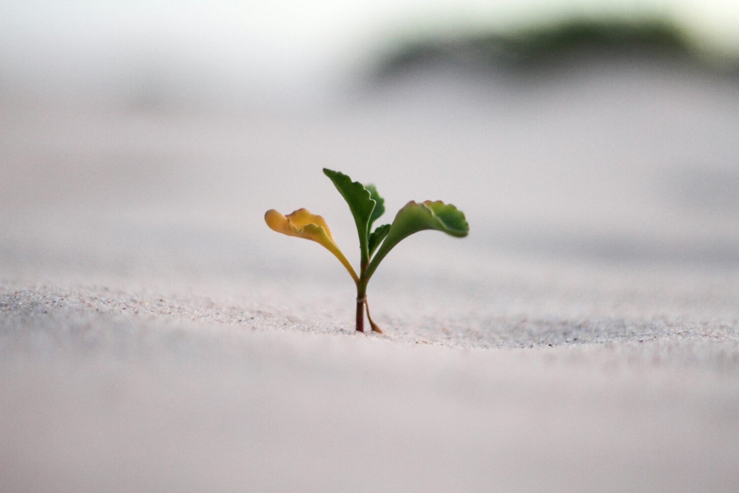 Surviving to Thriving Why Growth is Crucial for Micro Businesses Friend & Grant Accountants