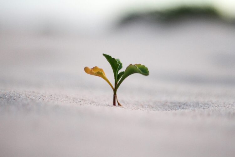 Surviving to Thriving Why Growth is Crucial for Micro Businesses Friend & Grant Accountants